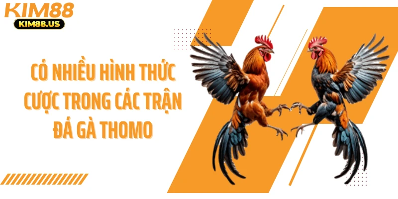 Có nhiều hình thức cược trong các trận đá gà thomo